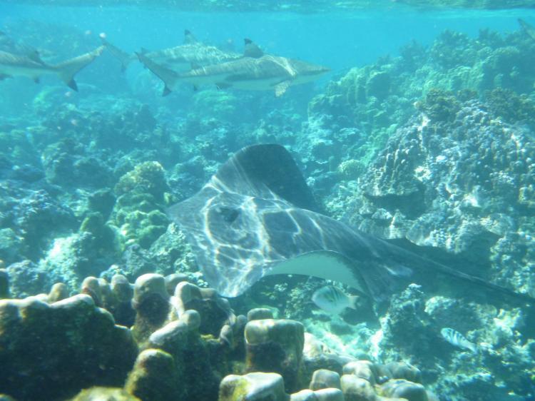 Green Lodge Moorea Temae Exterior foto